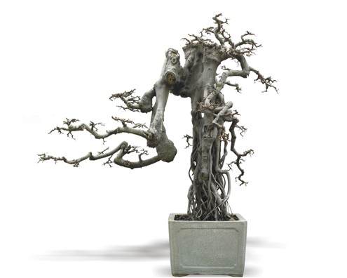 室内盆栽植物在立春前修剪好吗?