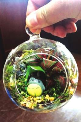 绿色而精致的苔藓盆景成为许多家庭的绿植微景观