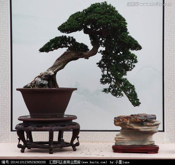 行道树被修剪成了&ldquo;盆景&rdquo;