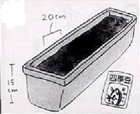 怎么在阳台种植盆栽发芽的方法 图片