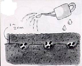怎么在阳台种植盆栽发芽的方法 图片