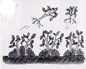 怎么在阳台种植盆栽发芽的方法 图片