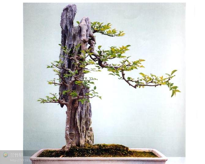 淄博逯明春勤奋创业做盆景产业的领跑人