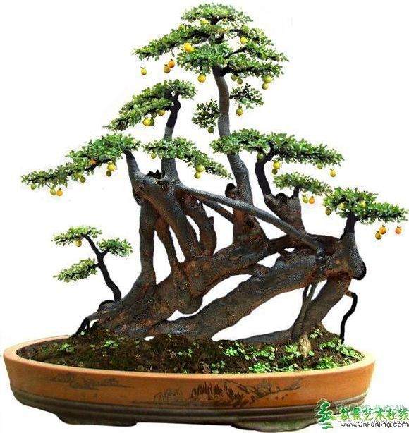 农村创业盆景店引来商机无限