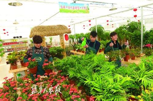 三个&ldquo;90后&rdquo;老板正在整理盆栽