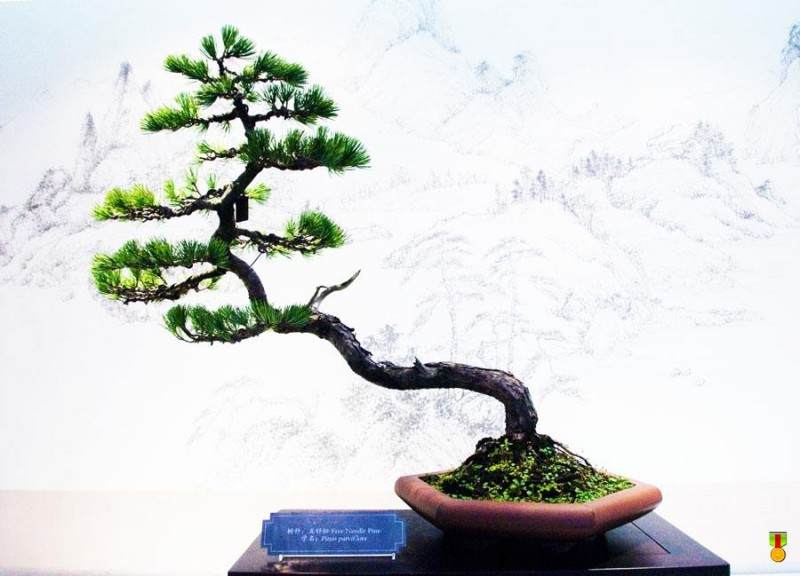 靖边一大学生自主创业种盆景