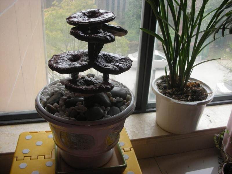 贺州昭平县北陀镇民福村青年农民培植灵芝盆景致富