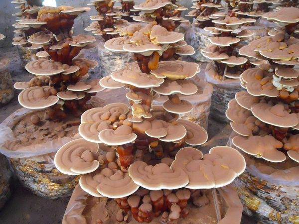 津城山西果农走上致富路 大棚培育盆景果树销售