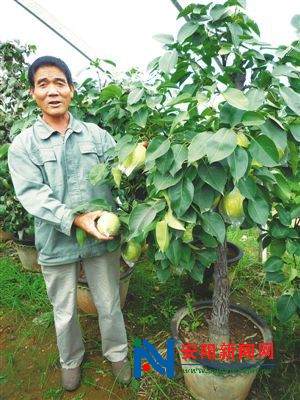 安阳科技致富带头人李体强科技培育果树盆景促增收