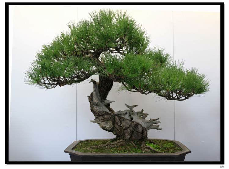 龙山花木盆景年销售1800万成农民致富新路