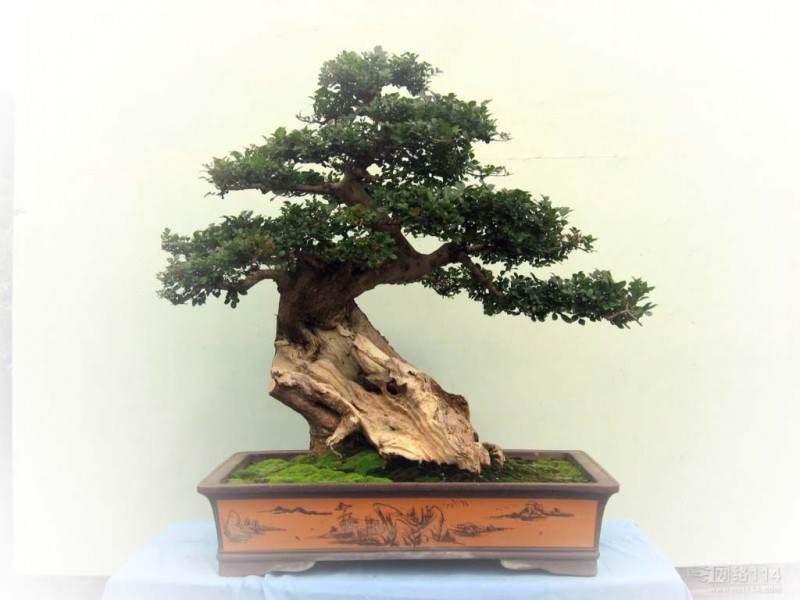 致富攻略 盆景园扩大到了40亩 年销售上1000万元