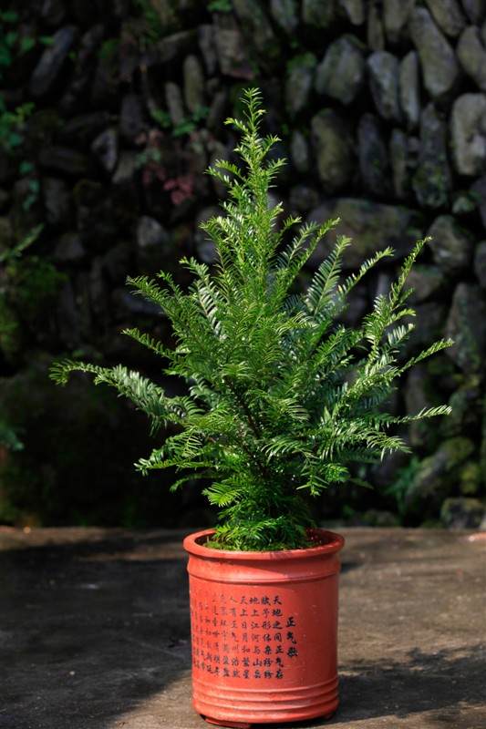 大路镇村民勤劳致富种植红豆杉盆景发财