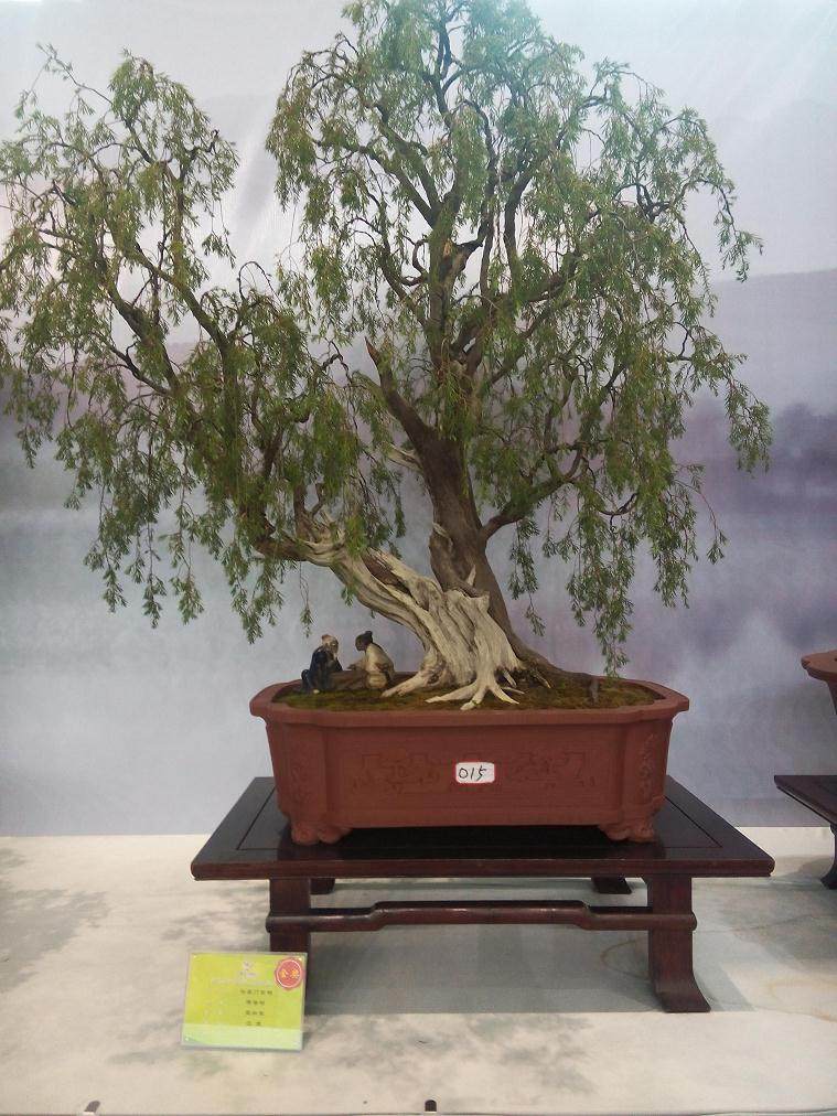 农民致富种植盆景 农民合作社让俺致富无忧