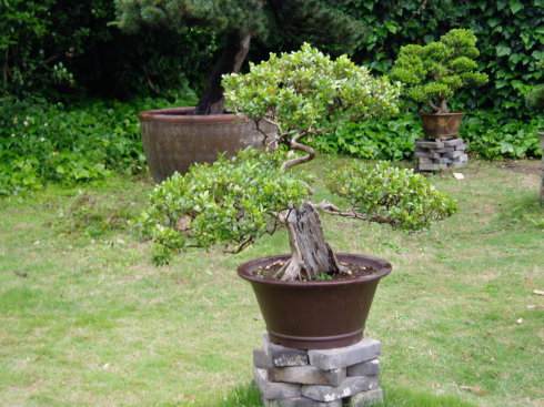 今年什么花卉赚钱盆景没有小盆栽前景好