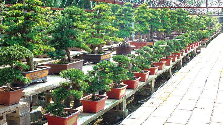 卖绿色植物盆景能赚钱呢？