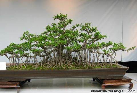 花木盆景铺就如皋农民致富路