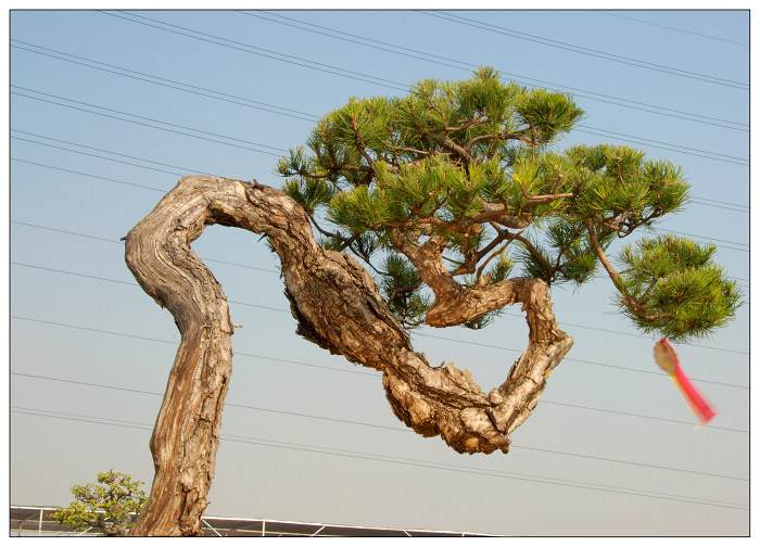 2016 开封铁塔杯盆景艺术展