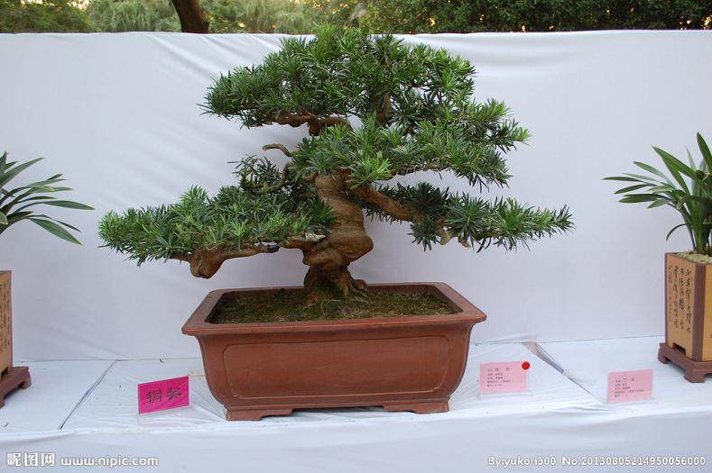 开封国际郁金香艺术节 铁塔杯全国盆景展