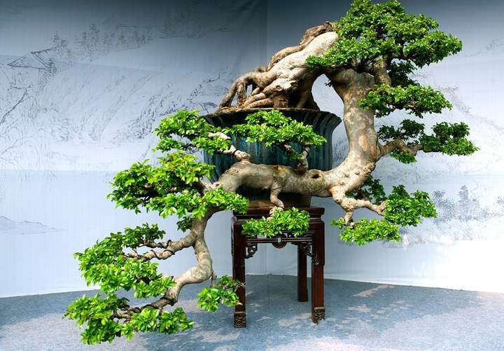 开封盆景菊花种苗场