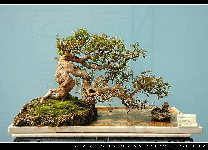 开封市盆景艺术展