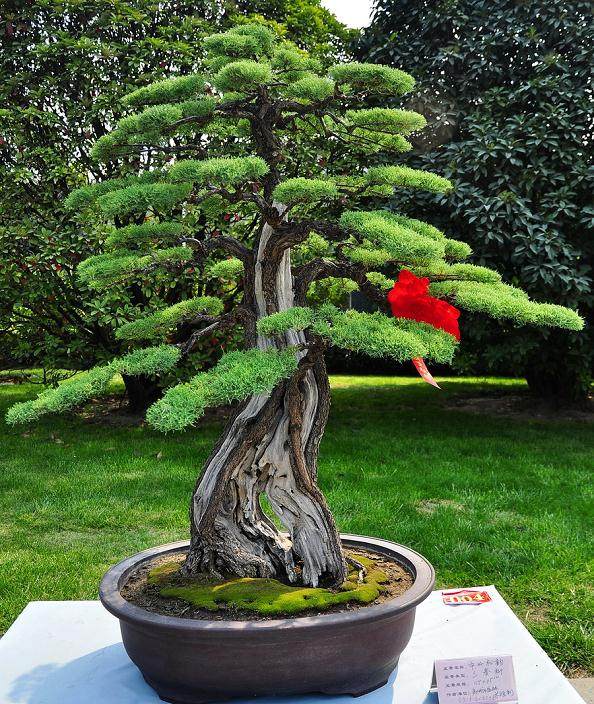 开封盆景艺术家