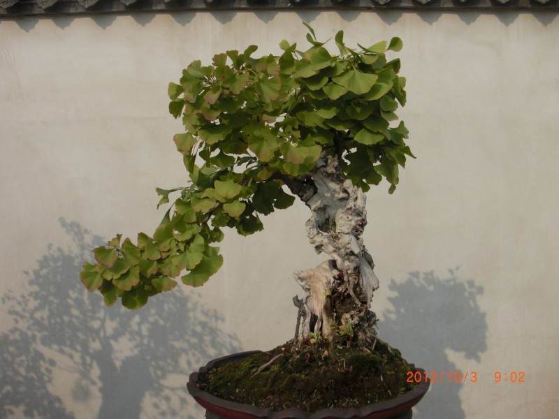 开封成立盆景艺术协会