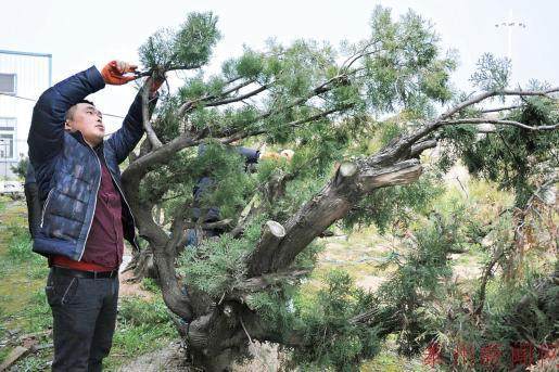 泰州一私营业主投资800万元打造大型盆景园林