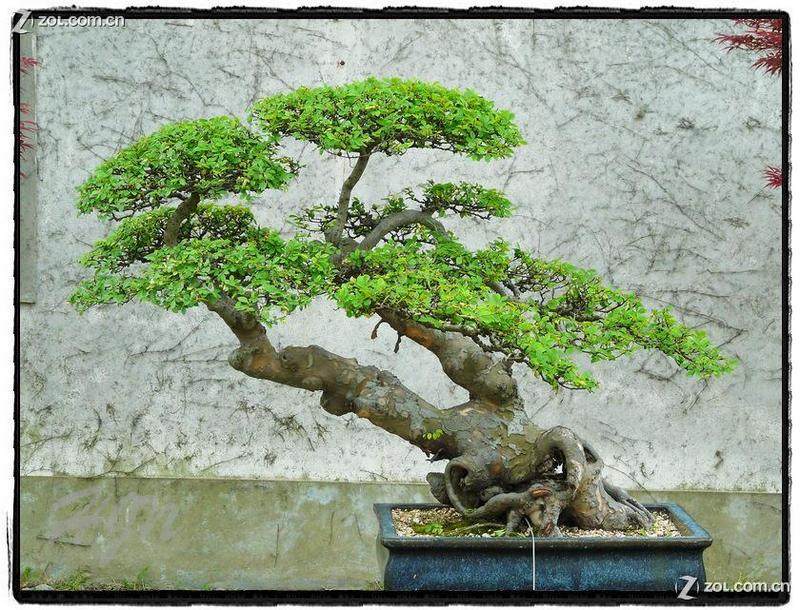 偷了盆盆景 创业青年栽了