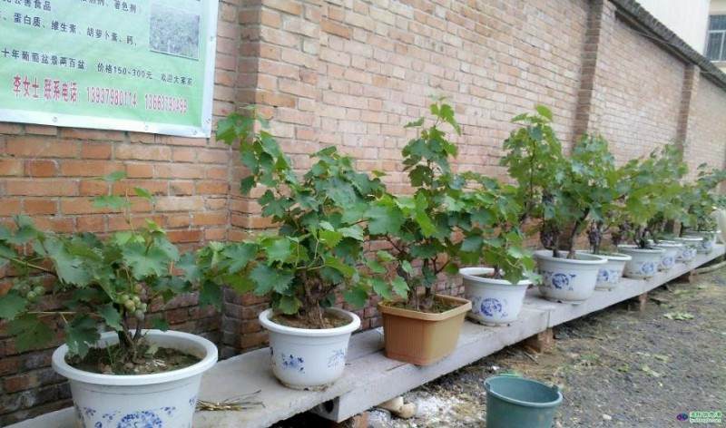 用小微盆景创业圆梦