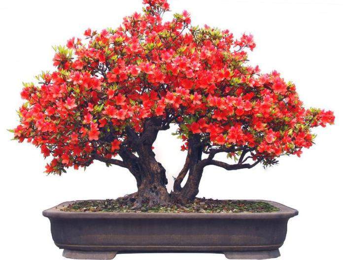 坚持盆景创业的6个项目选择