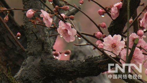 吴晓红做树桩盆景致富的创业故事