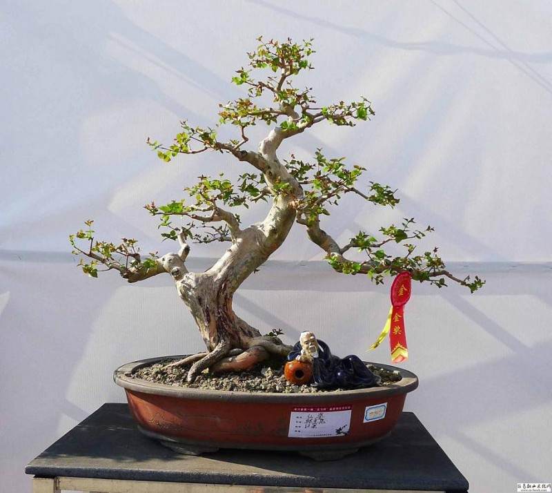 大连 微米花园小盆景 创业带来新希望