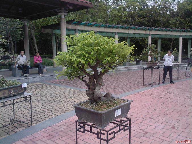 打工不如自主创业 室内盆景创辉煌人生