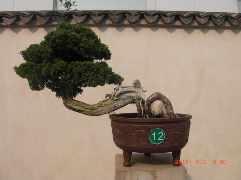 邹红梅在盆景里创业