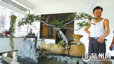 赵满强用酒瓶制作创意盆景