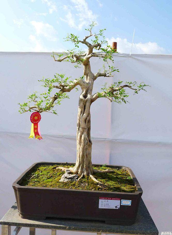 八零后盆景创业交流 有兴趣的朋友进