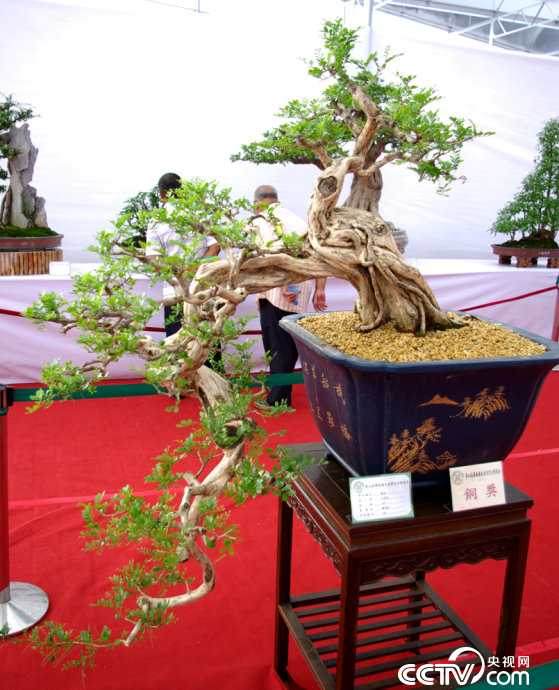 徐功兴在盆景里创业