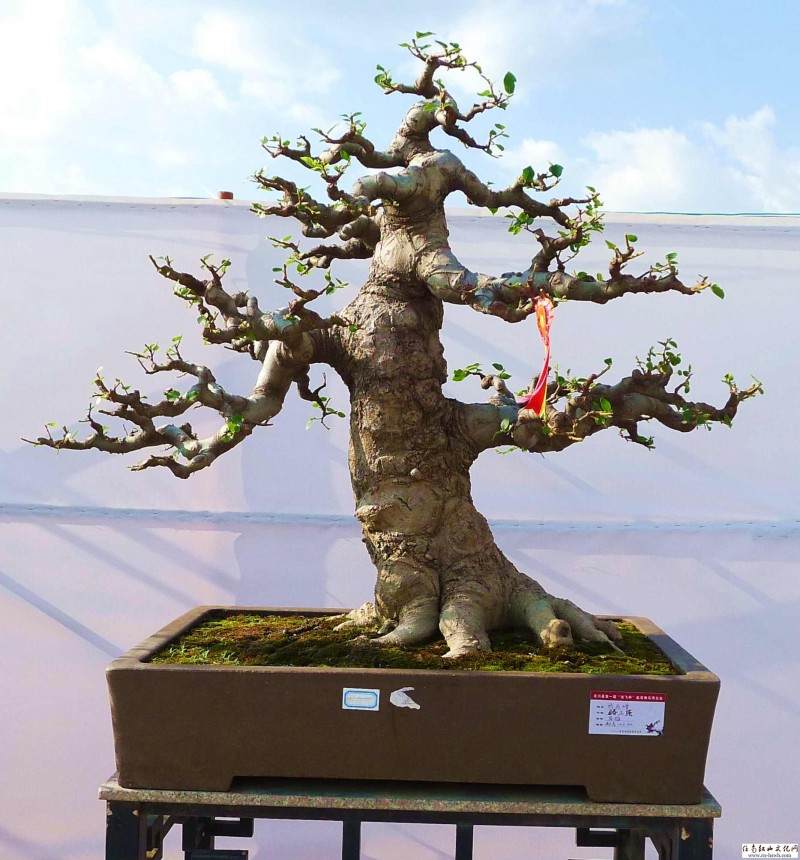 现任三门峡阳光花卉盆景园总经理创业经历