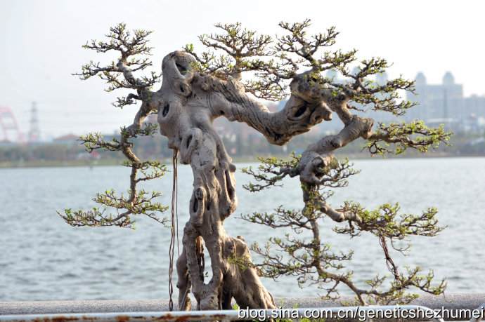 盆景塑造新农民-长阳县高家堰村致富解码