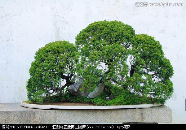 果树盆景怎么创业的计划书