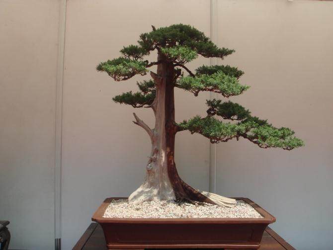 开个盆景店赚钱吗