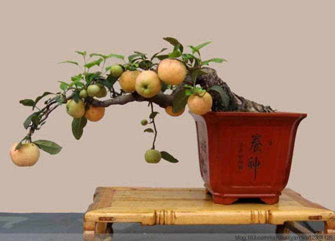 2016年做什么生意本小利大卖水果盆景