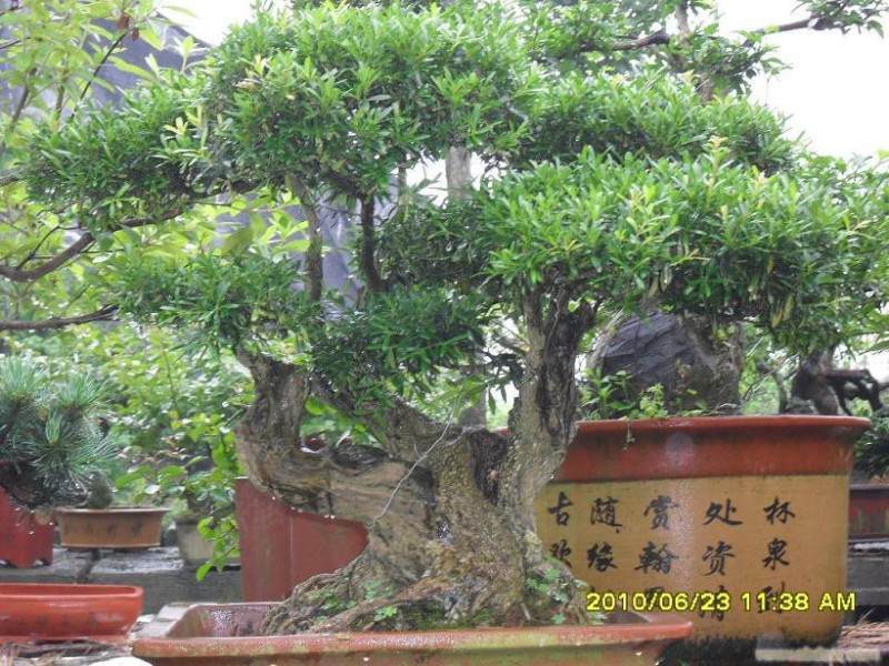 不遗余力推动盆景民族化 记北京林业大学教授彭春生