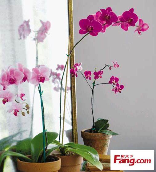 创业项目开一家香味植物盆景店