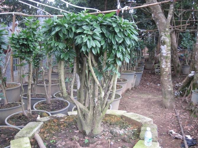 北京怀柔区野生茶树引种下山育盆景