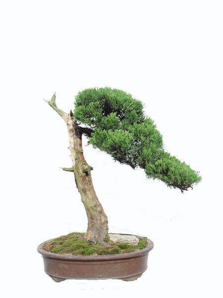 寻求城市绿化设计新突破 艺术盆景摆上北京四环路