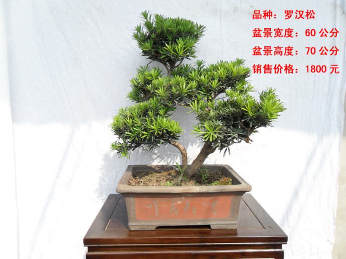 北京两对160万天价盆景流拍 低价花卉受欢迎