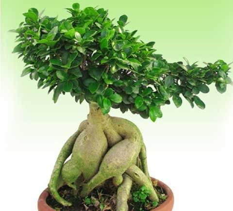 3000株盆景人参北京上市