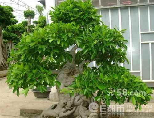 姹紫嫣红总是春盆景展今北京开幕