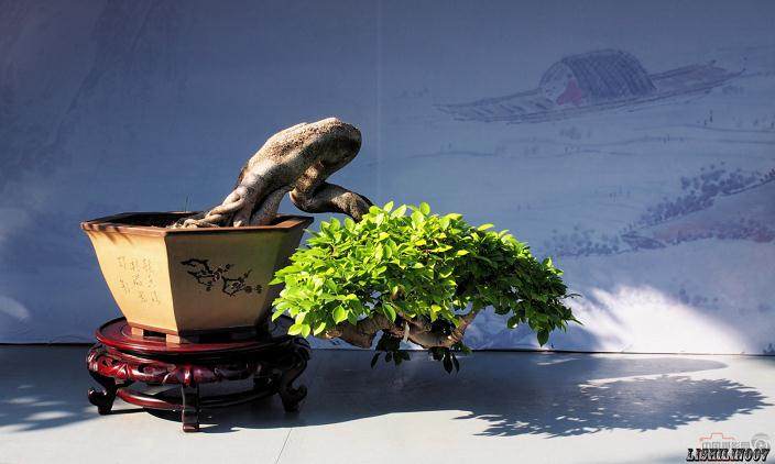 北京谋划助推小菊盆景发展